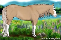 Horse Color:Red Dun Splash 