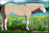 Horse Color:Red Dun Splash