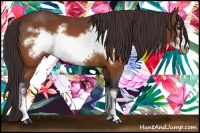 Horse Color:Buckskin Frame 