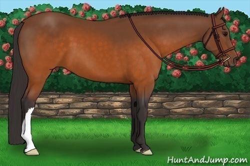 Horse Color: Buckskin 