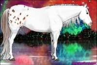 Horse Color:Buckskin Appaloosa 