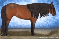 Horse Color:Buckskin Roan 