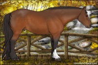 Horse Color:Buckskin 