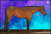 Horse Color:Buckskin 