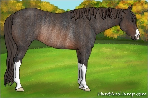 Horse Color: Brown Rabicano  Brindle