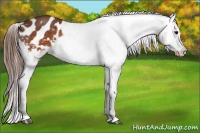 Horse Color:Buckskin Varnish 
