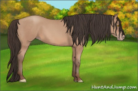 Horse Color:Amber Champagne Rabicano 