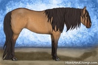 Horse Color:Buckskin Dun