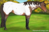 Horse Color:Bay Roan Snowcap 