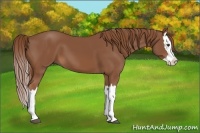 Horse Color:Chestnut Splash 