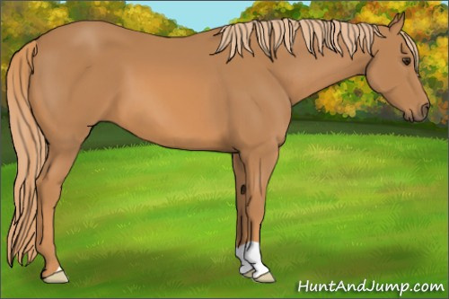Horse Color: Chestnut 