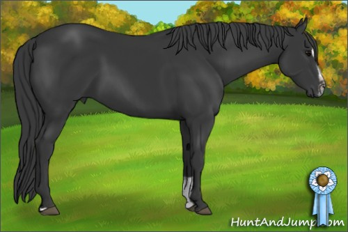 Horse Color: Black Sabino 