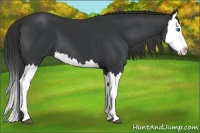 Horse Color:Black Splash