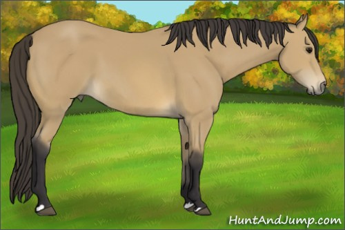 Horse Color: Buckskin 