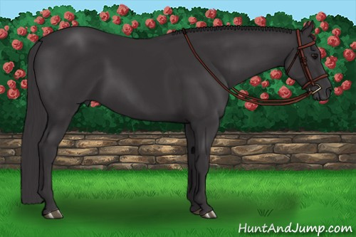 Horse Color: Buckskin 