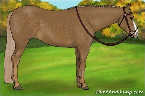 Horse Color: Chocolate Palomino 