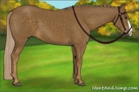Horse Color:Chocolate Palomino 