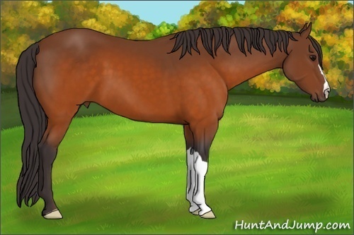Horse Color: Buckskin 