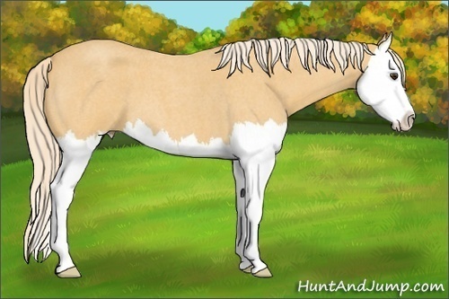 Horse Color: Palomino Roan Splash 
