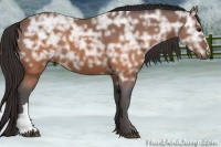 Horse Color:Buckskin Ice 