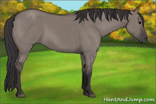 Horse Color: Buckskin Dun 
