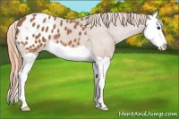 Horse Color:Chestnut Splash Appaloosa 