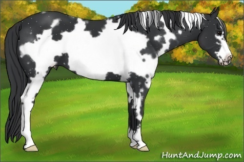 Horse Color: White Spotted Black Frame 