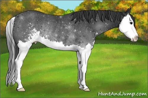 Horse Color: Black Sabino Splash Rabicano 