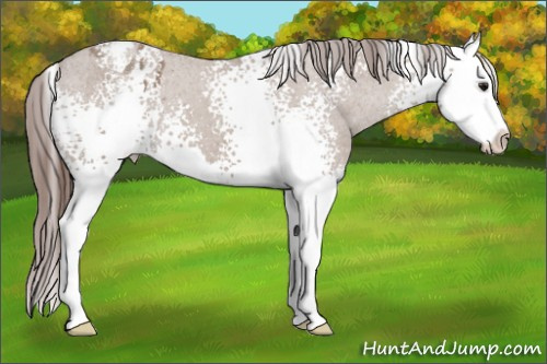 Horse Color: White Spotted Classic Champagne Splash Blanket 