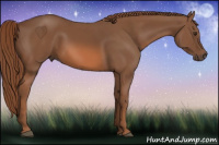 Horse Color:Chestnut Sabino