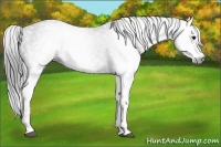 Horse Color:Gray White Spotted Black  Brindle