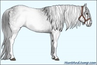 Horse Color:Gray White Spotted Black  Brindle