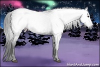 Horse Color:Gray White Spotted Black  Brindle