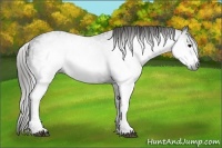 Horse Color:Gray White Spotted Black Frame  Brindle