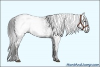 Horse Color:Gray White Spotted Black  Brindle