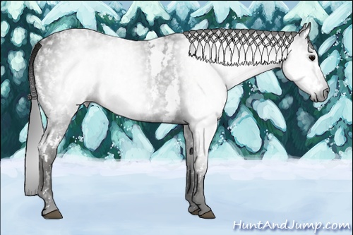 Horse Color:Gray White Spotted Black  Brindle