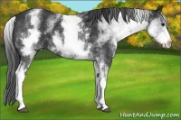 Horse Color:White Spotted Black