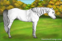 Horse Color:Gray White Spotted Black  Brindle