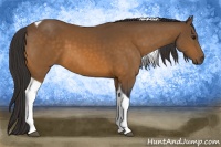 Horse Color:Buckskin Tobiano