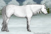 Horse Color:Gray White Spotted Black  Brindle