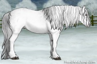 Horse Color:Gray White Spotted Black  Brindle