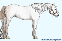 Horse Color:Gray White Spotted Black Appaloosa Rabicano Brindle