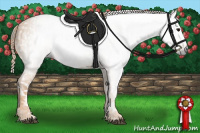 Horse Color:Gray White Spotted Black  Brindle