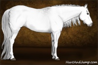 Horse Color:Gray White Spotted Black  Brindle