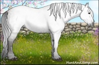 Horse Color:Gray White Spotted Grullo Brindle