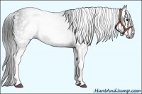 Horse Color:Gray White Spotted Black  Brindle