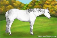 Horse Color:Gray White Spotted Black  Brindle
