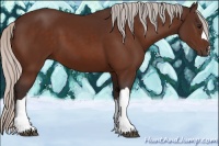 Horse Color:Silver Bay 