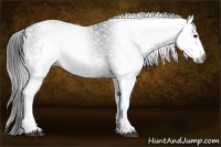 Horse Color:Gray White Spotted Black  Brindle