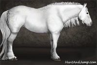 Horse Color:Gray White Spotted Black  Brindle